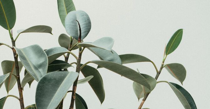 Regenerative Injection Medicine